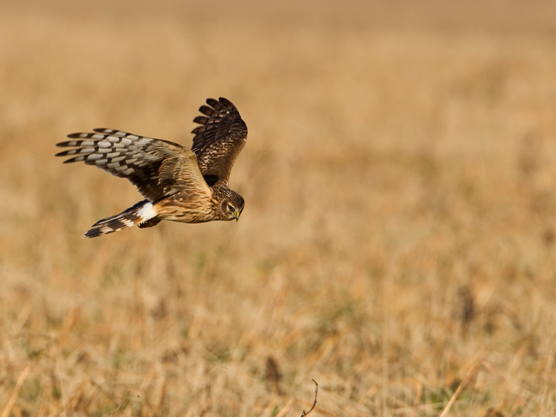 Circus cyaneus Blauwe Kiekendief Hen Harrier